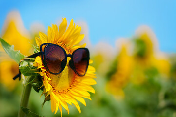 bright yellow sunflower in sunglasses close up on a half