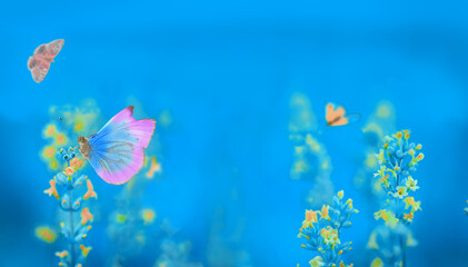 Obraz na płótnie Canvas beautiful blue natural background, flowers and butterflies