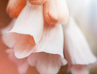 Macro image of  a red foxglove flower. © Людмила Гаврилюк