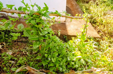 Spanach Running Up The Side Of Wood