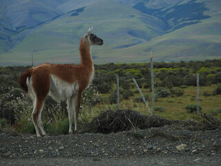A big guanaco standing in a farmland and looking away
