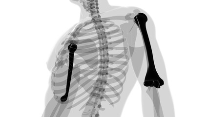 Human skeleton anatomy Humerus Bone 3D Rendering