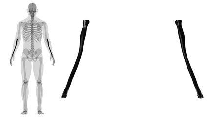 Human skeleton anatomy Radius Bone 3D Rendering