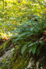 Close up View of Green Ferns