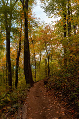 Forest with Fall Foliage in Virginia 