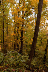 Forest with Fall Foliage in Virginia 