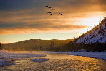 Obraz na płótnie Canvas A group of Trumpeter Swans flies over the Madison River in Yellowstone National Park at sunrise