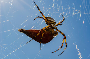 Nephila Clavipes Spider Eating A Butterfly