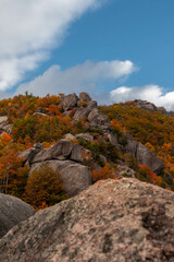 Old Rag Virginia Trees with Foliage 
