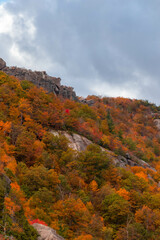 Old Rag Virginia Trees with Foliage 