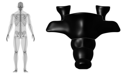 Human Skeleton Vertebral Column Coccyx or tail bone Anatomy