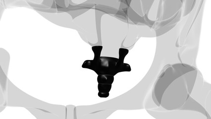 Human Skeleton Vertebral Column Coccyx or tail bone Anatomy © mybox