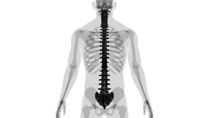 Human Skeleton Vertebral Column Vertebrae Anatomy