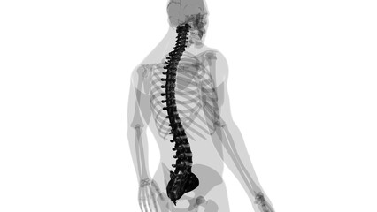 Human Skeleton Vertebral Column Vertebrae Anatomy