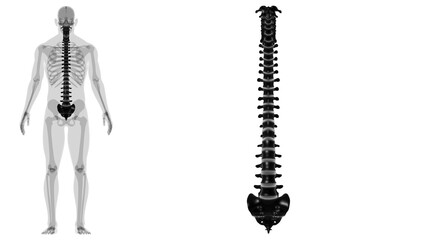 Human Skeleton Vertebral Column Vertebrae Anatomy