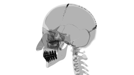 Human Teeth Anatomy 3D Illustration
