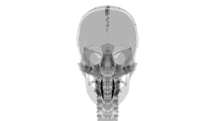 Human Teeth Canine Anatomy 3D Illustration
