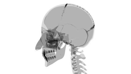 Human Teeth Canine Anatomy 3D Illustration