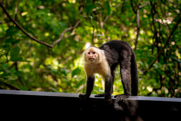 Capuchin Monkey, White-faced, Cebus capucinas.