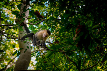 Capuchin Monkey, White-faced, Cebus capucinas.