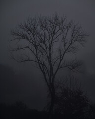 Eerie Fog