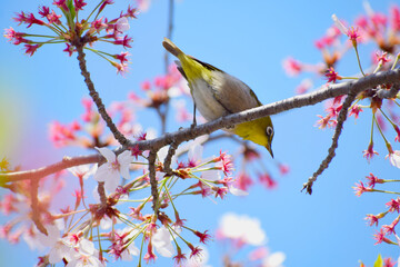 桜の蜜を吸いに来たメジロ