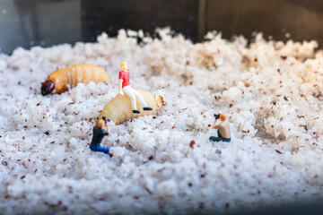 Miniature people : photographer taking sago worm larvae insect