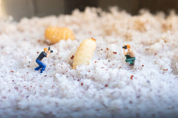 Miniature people : photographer taking sago worm larvae insect