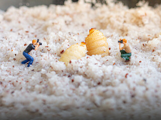 Miniature people : photographer taking sago worm larvae insect