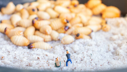 Miniature people : photographer taking sago worm larvae insect