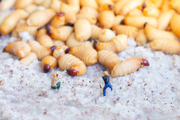 Miniature people : photographer taking sago worm larvae insect