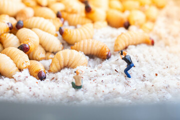 Miniature people : photographer taking sago worm larvae insect