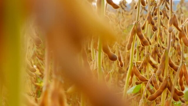 Soybean field. Pods of ripe soybeans close-up in field.field of ripe soybeans. 4k footage