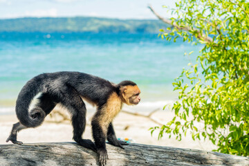 Capuchin Monkey, White-faced, Cebus capucinas. © Natalia