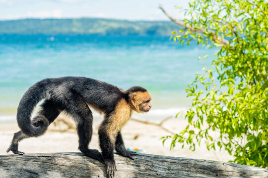Capuchin Monkey, White-faced, Cebus capucinas.