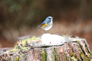 雪の上に佇む可愛いルリビタキ