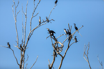 Three black shags (cormorants) silhouettes fly away in the sky High quality photo