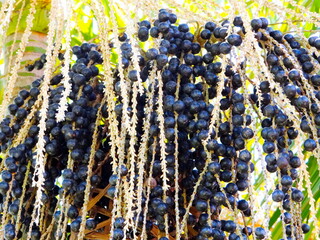 Acai berries, close-up. Acai fruit, flowers, leaves and trunk in nature.