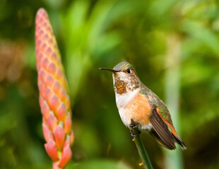 Rufous Hummingbird