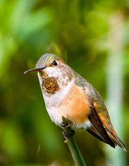 Rufous Hummingbird