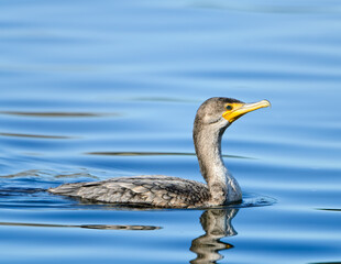 Double Crested Cormorant