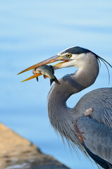 Blue Heron swallowing large fist