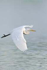 Fototapeta na wymiar Great Egret in flight