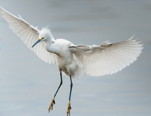 Snowy Egret Landing