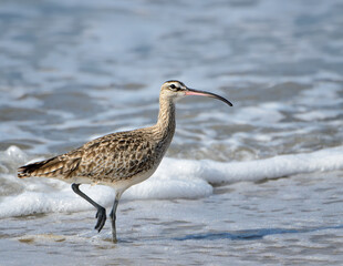 Whimbrel fishing