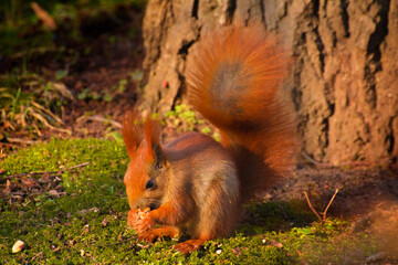 squirrel eating food on the background of green grass and trees © Paulina