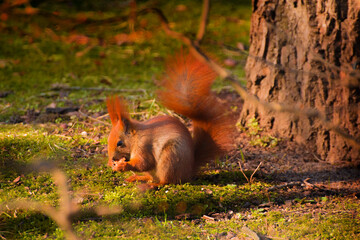 squirrel eating food on the background of green grass and trees © Paulina