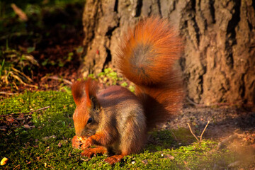 squirrel eating food on the background of green grass and trees © Paulina
