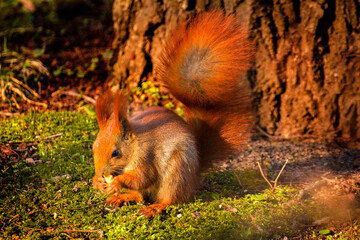 squirrel eating food on the background of green grass and trees © Paulina