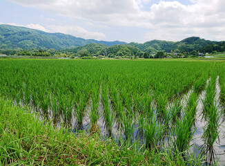 水田のある田園風景